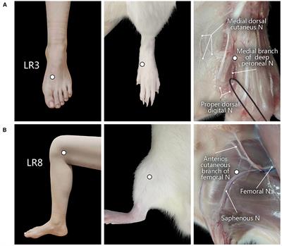 Comparison of Sensory and Motor Innervation Between the Acupoints LR3 and LR8 in the Rat With Regional Anatomy and Neural Tract Tracing